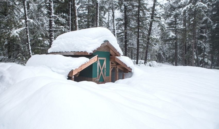 Winterize Your Chicken Coop