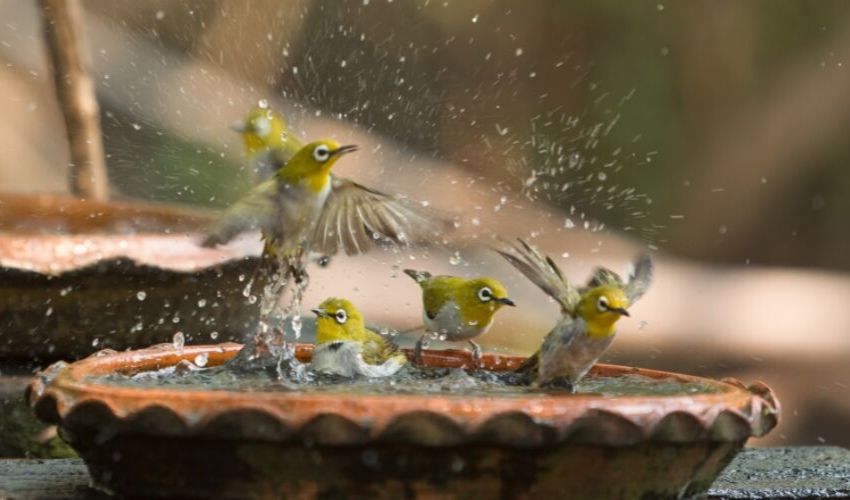 Providing a Bird Bath for Wild Birds in the Summer