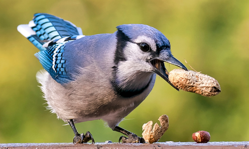 Bluejay eating peanuts