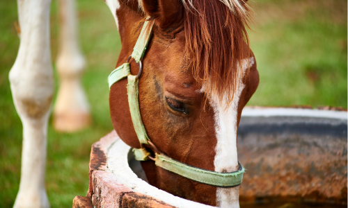 Brown and white horse with a green bridle is drinking out of a bucket outside. 