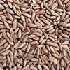 Winter Rye Seed