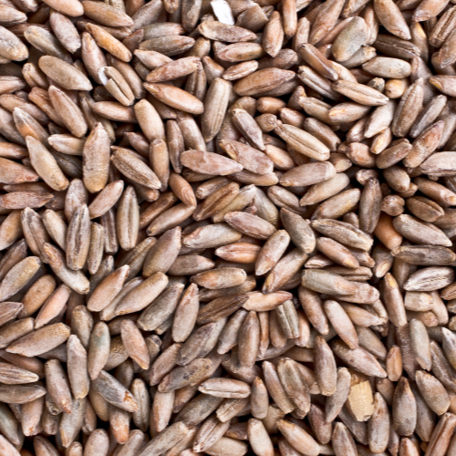 Winter Rye Seed