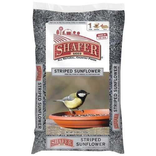 SHAFER STRIPED SUNFLOWER