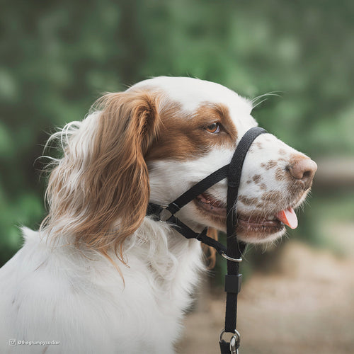 Coastal Pet Walk 'n Train! Dog Head Halter