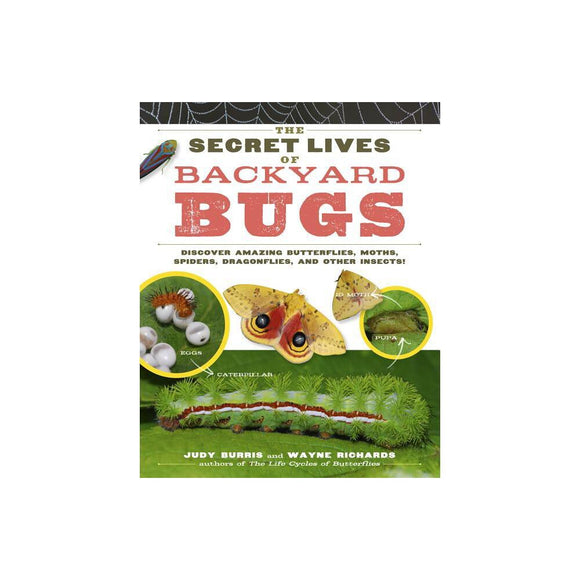 Hachette The Secret Lives of Backyard Bugs